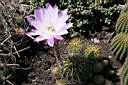ECHINOPSIS CALOCHLORA VAR.TUBIFLORA_FIORE.JPG